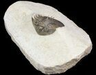 Undescribed Trilobite (aff Bojoscutellum) - Very Rare #46439-3